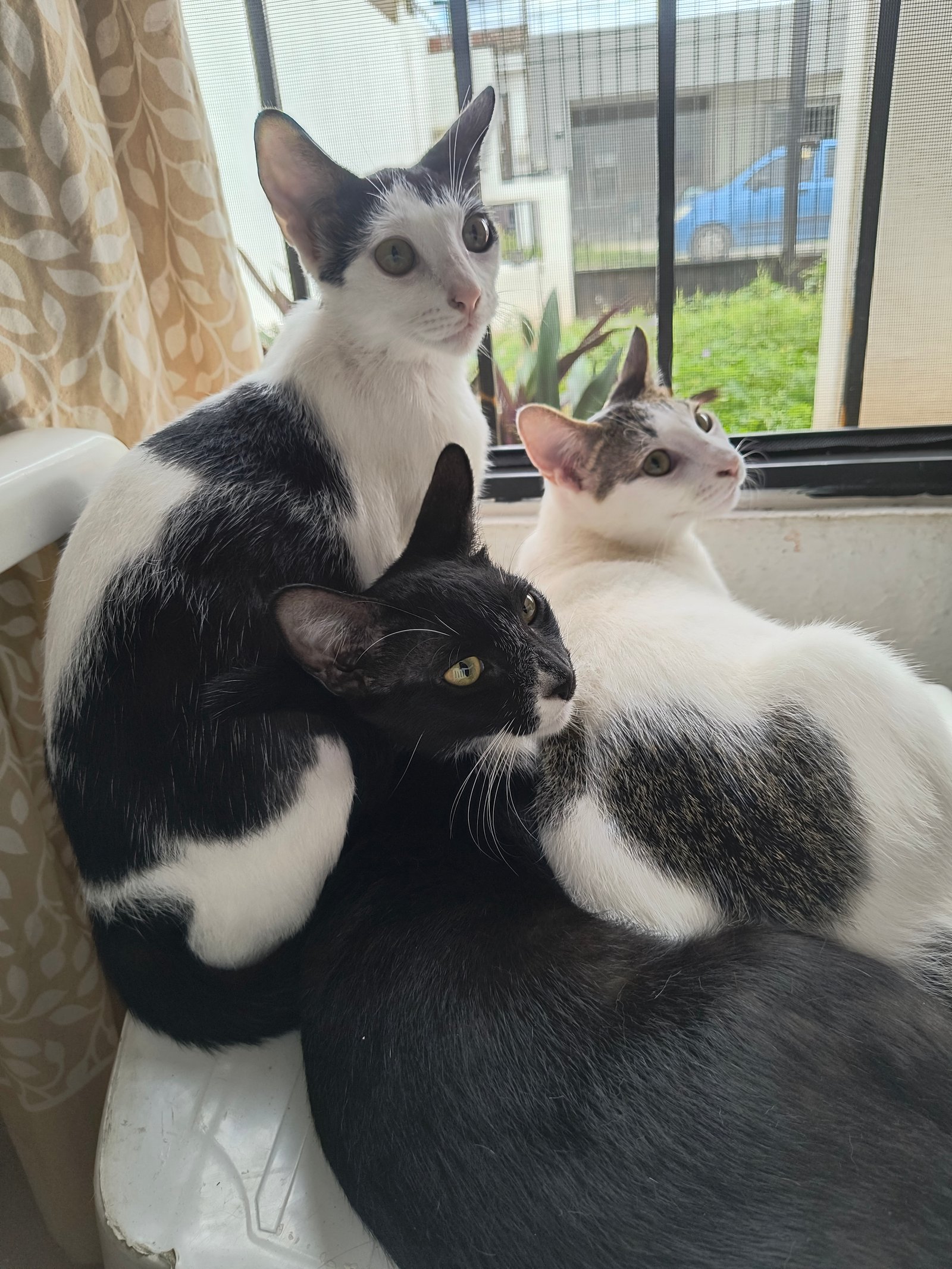 Fachada de Pandilla Peluda